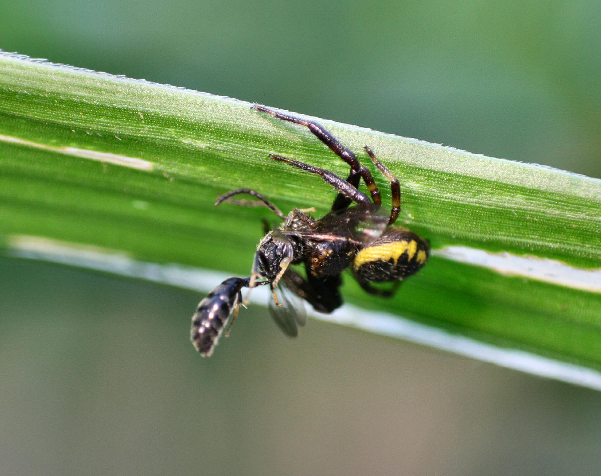 Synema globosum - Velate (MB)